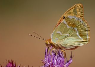 Bahadr (Argynnis pandora)