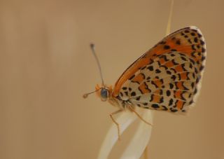 Gzel parhan (Melitaea trivia)