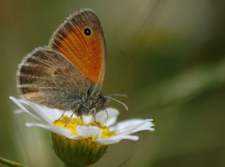 Kk Zpzp Perisi (Coenonympha pamphilus)