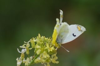 Zegris (Zegris eupheme)