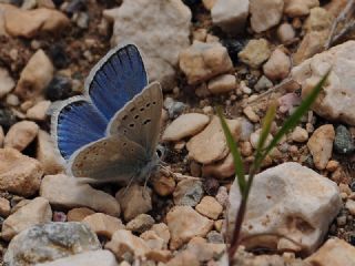 okgzl Turkuvaz Mavisi (Polyommatus dorylas)