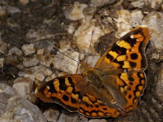 Anadolu ehzadesi (Thaleropis ionia)