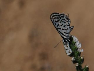 Balkan Kaplan (Tarucus balkanicus)