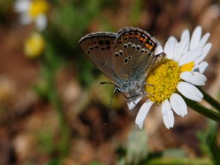 Kk Benekli Sevbeni (Satyrium ledereri )