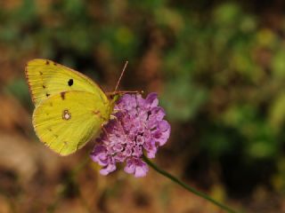 Sar Azamet (Colias croceus)