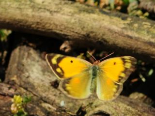 Sar Azamet (Colias croceus)