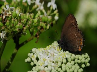 Byk Sevbeni (Satyrium ilicis)