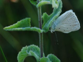 okgzl Dafnis (Polyommatus daphnis)