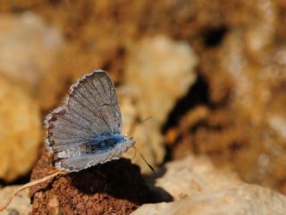 Himalaya Mavisi (Pseudophilotes vicrama)