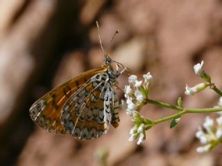 Gzel parhan (Melitaea trivia)