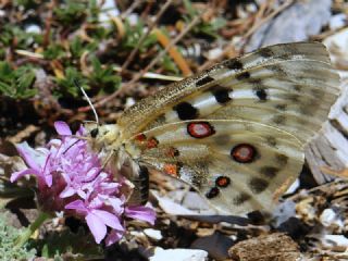 Apollo (Parnassius apollo)