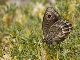 Hametli Pirireis (Satyrus ferulus)