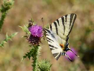 Erik Krlangkuyruk (Iphiclides podalirius)