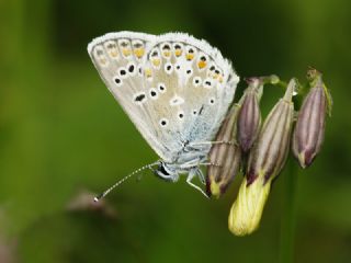 okgzl Orman Esmeri (Aricia artaxerxes)