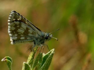 Zeytuni Zpzp (Pyrgus serratulae)