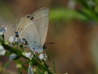 Sevbeni (Satyrium abdominalis)