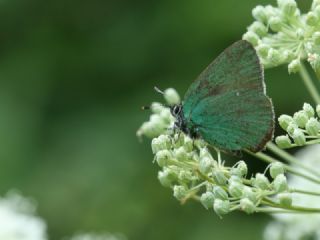 Zmrt (Callophrys rubi)