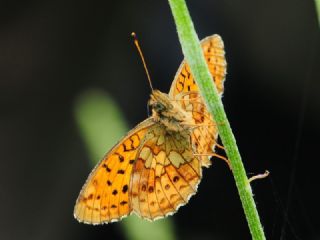 Brtlen Brentisi (Brenthis daphne)