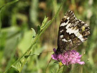 Kara Murat (Brintesia  circe)