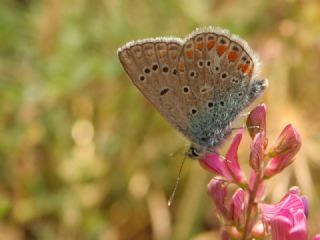 okgzl Meneke Mavisi (Polyommatus thersites)