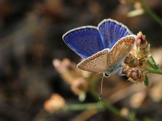 okgzl Meneke Mavisi (Polyommatus thersites)