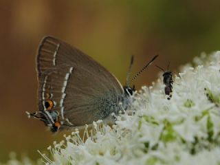 Minik Sevbeni (Satyrium acaciae)