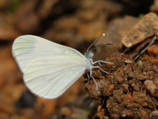 Narin Orman Beyaz (Leptidea sinapis)