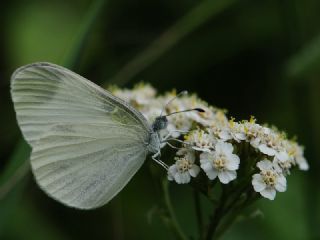 Doulu Narin Orman Beyaz (Leptidea duponcheli)