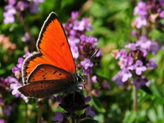 Ate Bakr Gzeli (Lycaena candens)