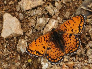 Trkistan parhan (Melitaea arduinna)