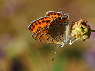 Kk Ate Gzeli (Lycaena thersamon)