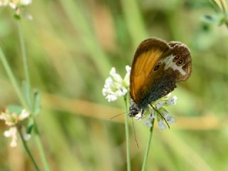 Funda Zpzp Perisi (Coenonympha arcania)