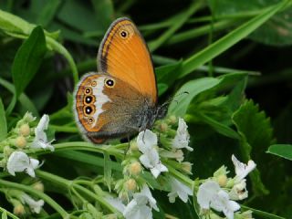 Funda Zpzp Perisi (Coenonympha arcania)