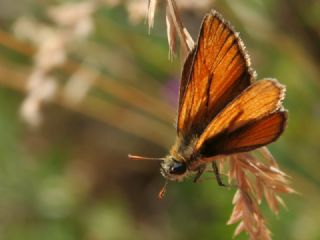 Sar Antenli Zpzp (Thymelicus sylvestris)