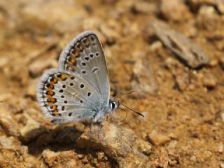 das Mavisi, Esmergz (Plebejus idas)