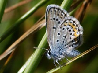 das Mavisi, Esmergz (Plebejus idas)