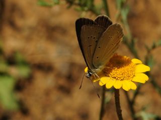 Anormal okgzl (Polyommatus admetus)