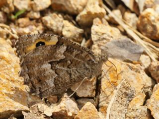 Anadolu Kzlmelei (Hipparchia pellucida)