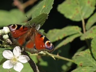 Tavus Kelebei (Inachis io)