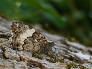 Byk Karamelek (Hipparchia syriaca)