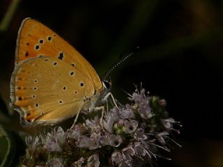 Anadolu Ate Gzeli (Lycaena asabinus)