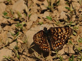 Benekli Byk parhan (Melitaea phoebe)