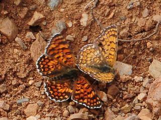 Benekli Byk parhan (Melitaea phoebe)