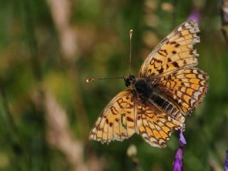 Benekli Byk parhan (Melitaea phoebe)