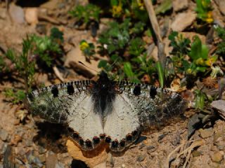 Yalanc Apollo (Archon apollinus)