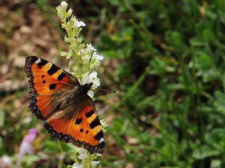 Aglais (Inachis urticae)