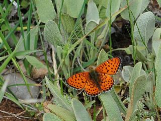 ift Noktal Brentis (Brenthis hecate)