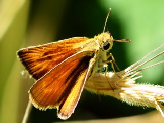 Sar Lekeli Zpzp (Thymelicus acteon)