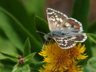 Gzel Zpzp (Pyrgus cinarae)