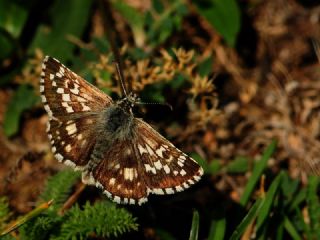 Gzel Zpzp (Pyrgus cinarae)